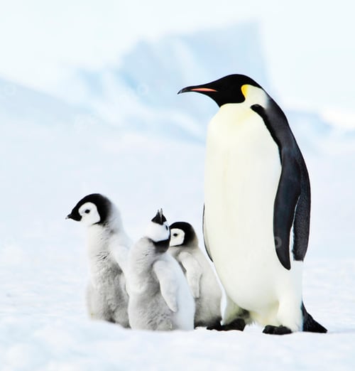 Preview: A Beautiful Antarctica Place in the World in Picture