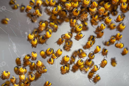 Preview: Hatched baby Araneus diadematus garden spiders