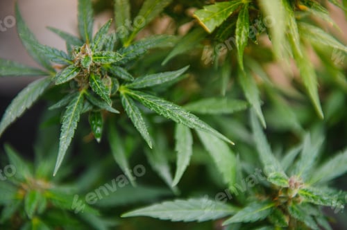 Preview: Hemp Marijuana flower Indoor growing. Home Cannabis grow operation.