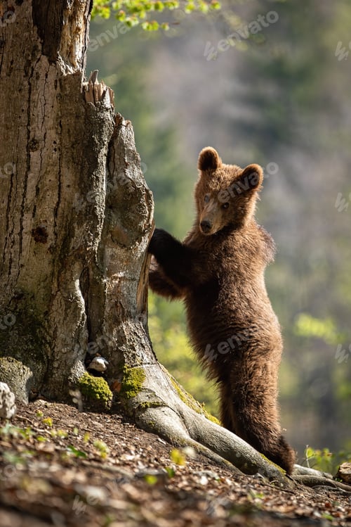 Preview: Cute brown bear climbing a tree and looking into camera in spring forest