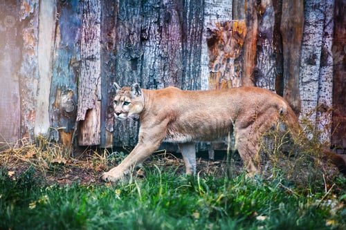 Preview: Mountain lion , cougar, puma portrait.