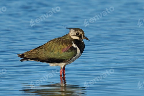 Preview: Northern lapwing (Vanellus vanellus)