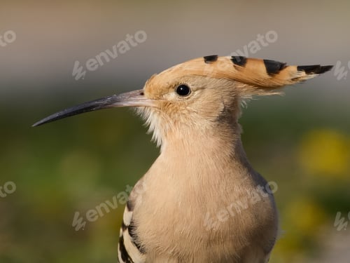 Preview: Eurasian hoopoe (Upupa epops)