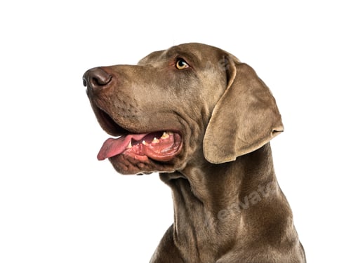 Preview: Dogue de Weimar (2 years old) in front of a white background