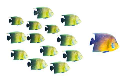 Preview: Leadership concept - big fish leading school of tropical fishes