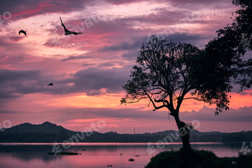 Preview: Flying foxes at moody sunset