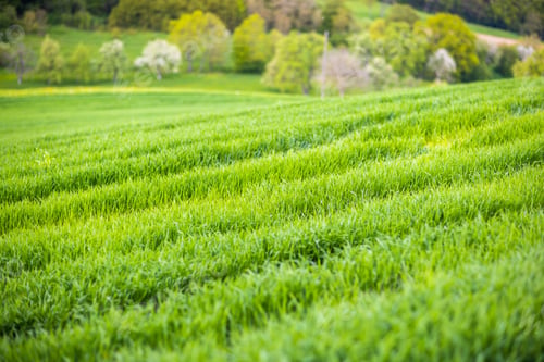 Preview: Close-up on grass on a meadow with paths against a cloudy sky