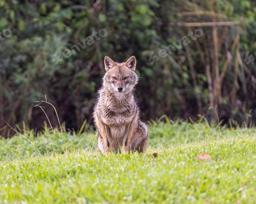 Preview: Closeup of a Golden jackal in a field
