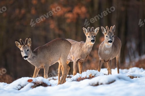 Preview: Roe deer bucks in mountains of Slovakia in wintertime