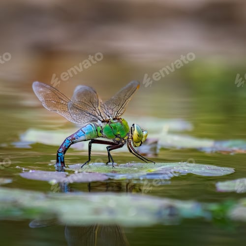 Preview: Closeup of a dragonfly perched above a tranquil lake