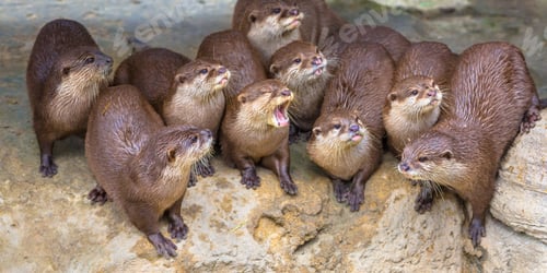 Preview: Entertaining Group of small otters
