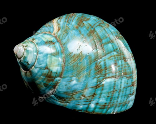 Preview: Polished Turquoise Nautilus Shell