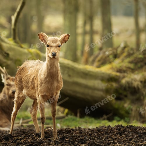 Preview: Young deer