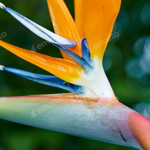 Preview: Bird of Paradise. Photo of the beautiful Bird of Paradise.