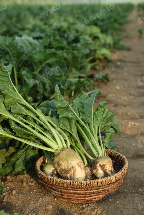 Preview: Wicker basket with fresh white beets in field