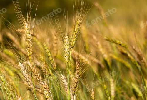 Preview: Barley Field in Sunset