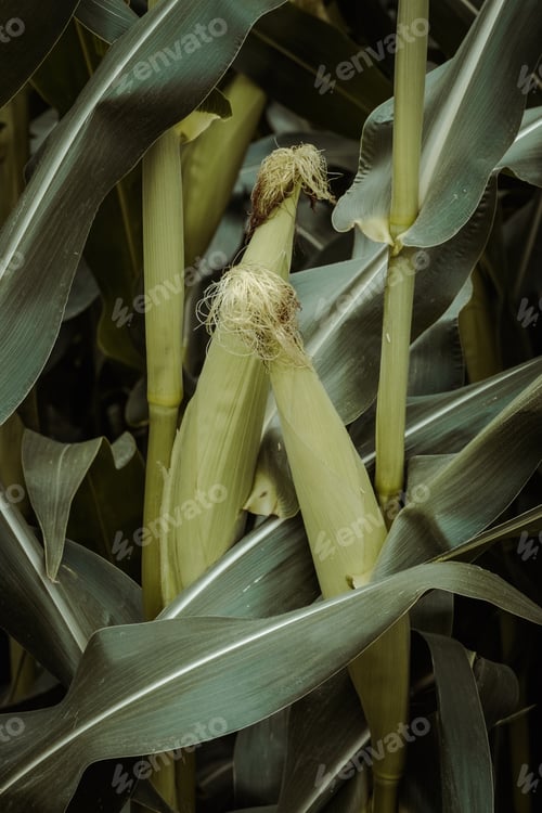 Preview: Green corn growing in field