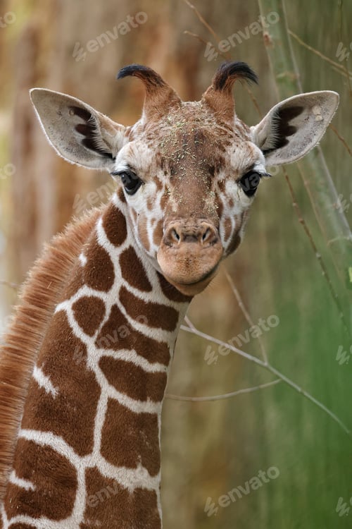 Preview: giraffe (Giraffa reticulata) in the zoo close up