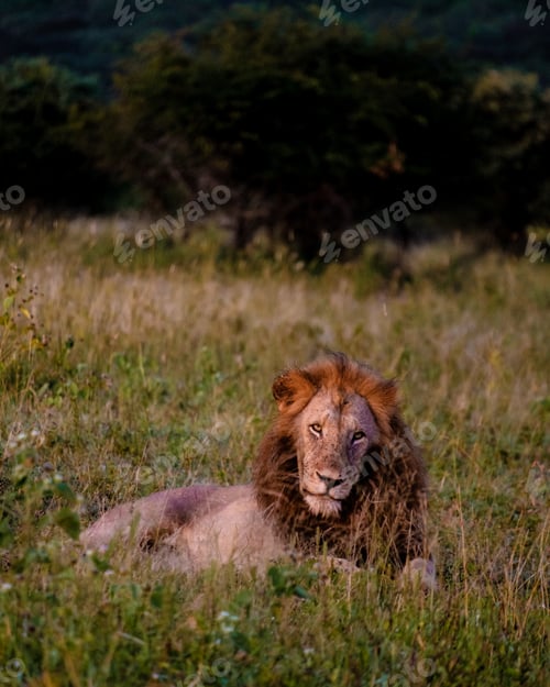 Preview: Lion male and female pairing during sunset in South Africa Thanda Game reserve Kwazulu Natal