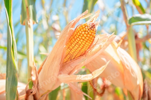 Preview: Maize crops are ripe and ready for harvest, closeup of corn on the cob with yellow kernels