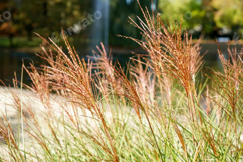 Preview: Closeup of miscanthus red chief outdoors during daylight