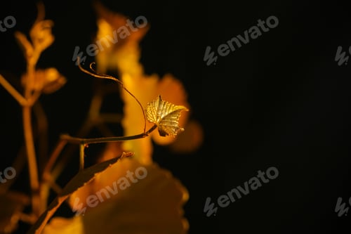 Preview: Golden Grape Leaves On Black Background
