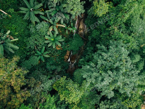 Preview: Aerial view of forest and stream in high angle
