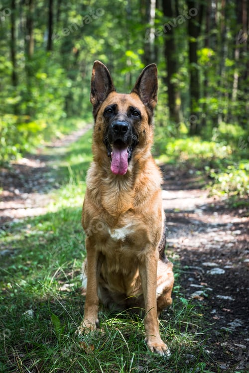 Preview: Adult German Shepherd Dog Sitting and Looking at Camera, Outdoor