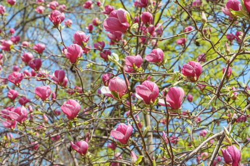 Preview: Blooming Tree Branch With Pink Magnolia Soulangeana Flowers Outdoors
