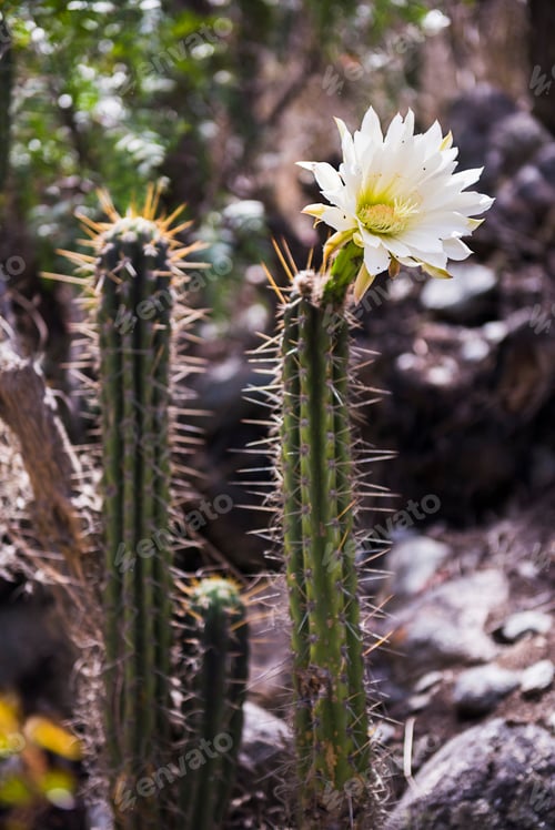 Preview: Cactus on Inca Trail day 1, Cusco Region, Peru, South America