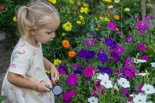 Preview: Little girl with magnifying glass looking at petunias in a blooming summer garden