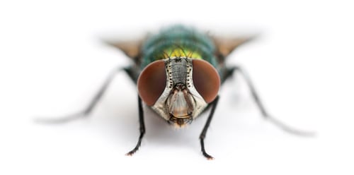 Preview: Front view of a Common green bottle fly facing, Phaenicia sericata, isolated on white