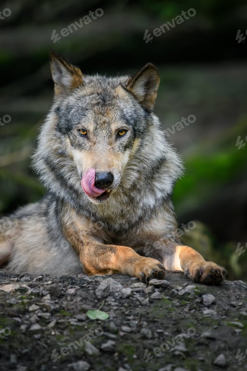 Preview: Gray wolf, Canis lupus, in the summer light, in the forest