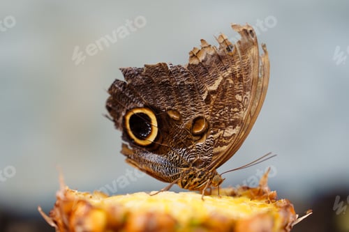 Preview: tropical butterfly with eyes on the wings caligo atreus. butterfly garden, butterfly farm