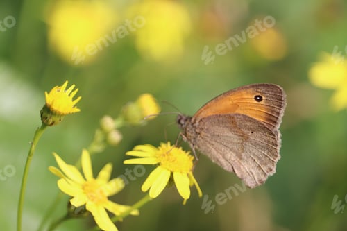 Preview: Butterfly on yellow flower