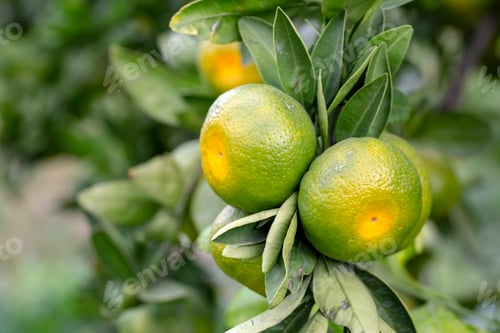 Preview: Ripe green and Orange Tangerine oranges on the branch with leaves.