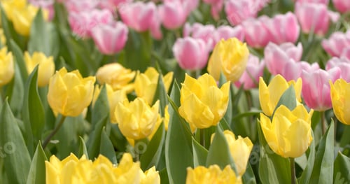 Preview: Beautiful colorful tulip park