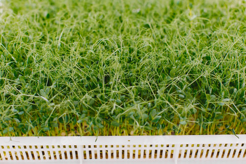 Preview: Heap of beet micro greens in a boxes
