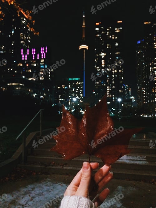 Preview: Autumn leaf
