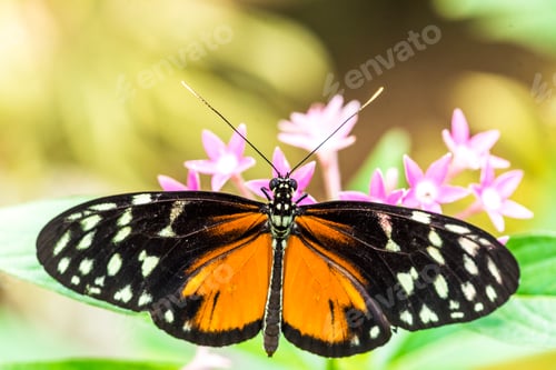 Preview: Butterfly, Arenal Volcano area, Alajuela, Costa Rica, Central America