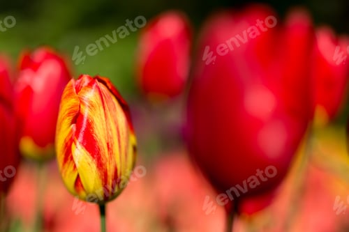 Preview: Tulips