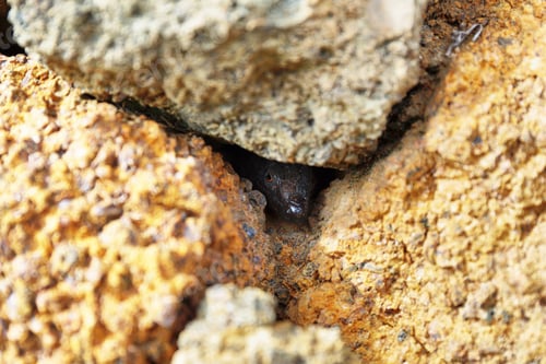 Preview: Lizard stares at the camera hidden in the rocks, Tenerife, Spain