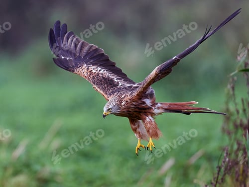 Preview: Red kite (Milvus milvus)