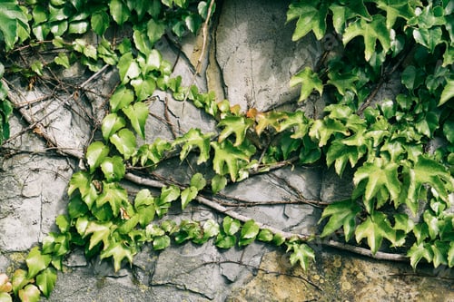 Preview: The Green Creeper Plant on the Wall