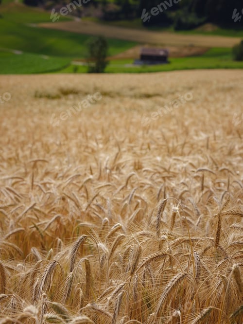 Preview: Gold wheat field and green hill. Roggenburg, Switzerland.