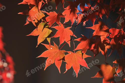 Preview: leaves, autumn, fall leaf, colours, overlay