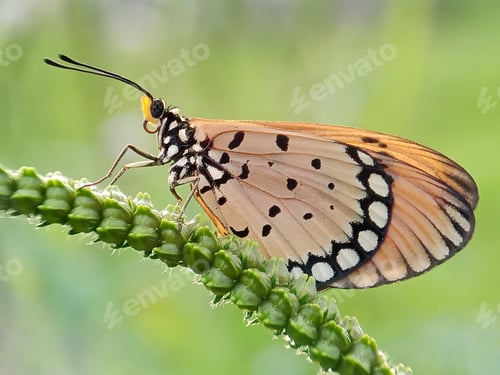 Preview: Butterfly