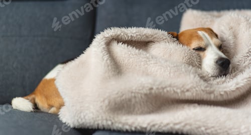 Preview: Dog day dreaming. Close-up view of beagle dog sweet sleeping at home on sofa