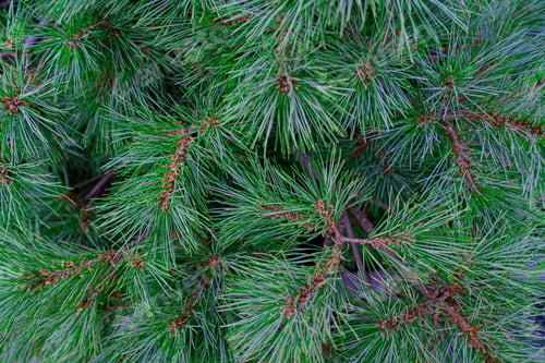 Preview: Background of Christmas tree branches. fir pine coniferous tree texture background