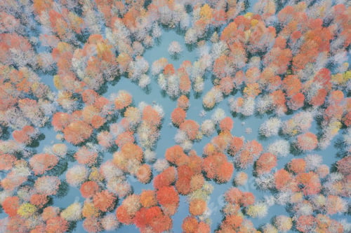 Preview: aerial view of bald cypress forest in lake